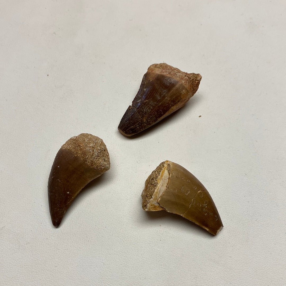 Mosasaurus Teeth Small Mountain Mineral Market